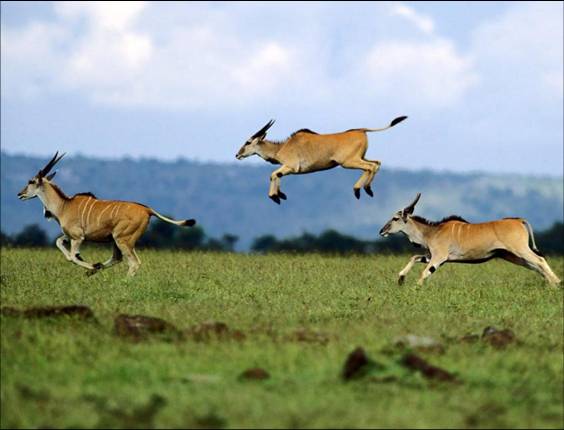 Africa Nature Animals (2)